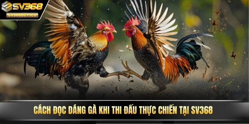 Cách đọc dáng gà khi thi đấu thực chiến tại SV368
