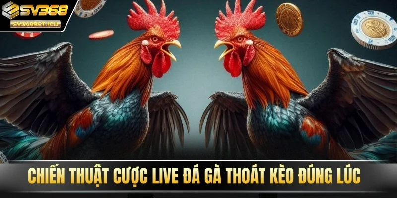 Chiến thuật cược live đá gà thoát kèo đúng lúc