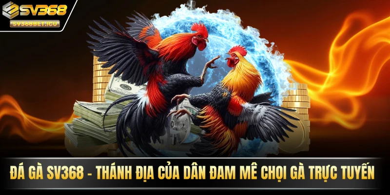 Đá gà SV368 - Thánh địa của dân đam mê chọi gà trực tuyến