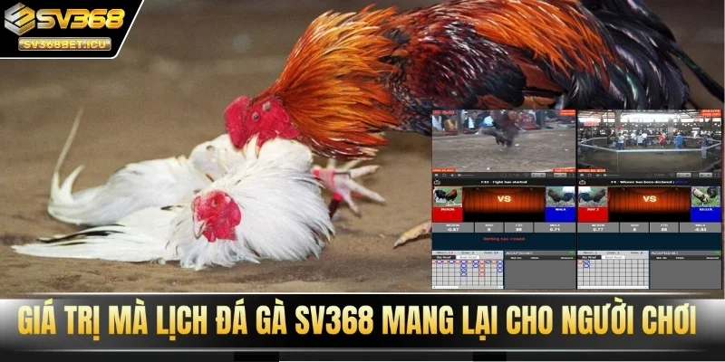 Giá trị mà lịch đá gà SV368 mang lại cho người chơi