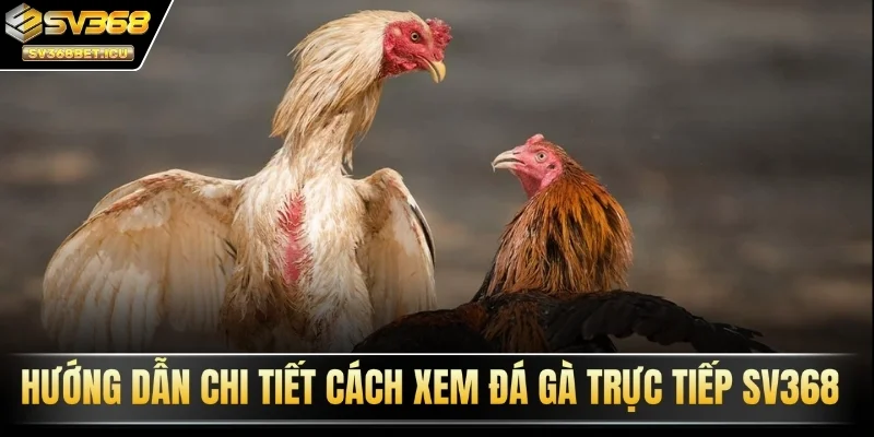 Hướng dẫn chi tiết cách xem đá gà trực tiếp SV368