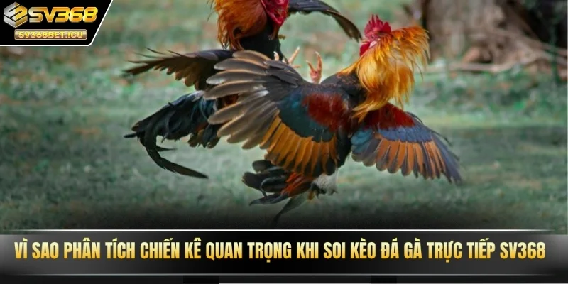 Vì sao phân tích chiến kê quan trọng khi soi kèo đá gà trực tiếp SV368?