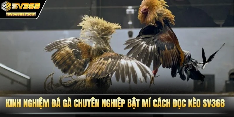 Kinh nghiệm đá gà chuyên nghiệp bật mí cách đọc kèo SV368