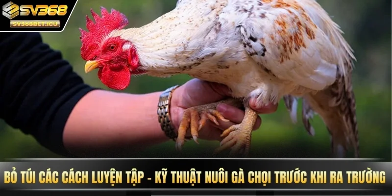 Bỏ túi các cách luyện tập - kỹ thuật nuôi gà chọi trước khi ra trường