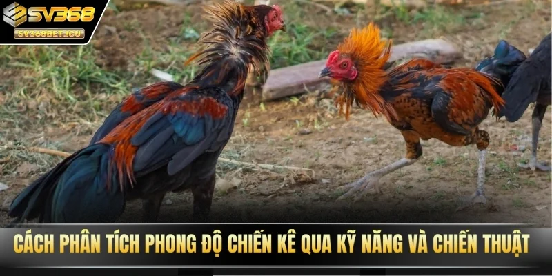 Cách phân tích phong độ chiến kê qua kỹ năng và chiến thuật