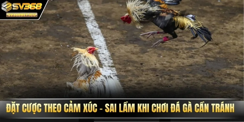 Đặt cược theo cảm xúc - Sai lầm khi chơi đá gà SV368 cần tránh
