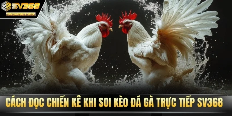 Cách đọc chiến kê khi soi kèo đá gà trực tiếp SV368