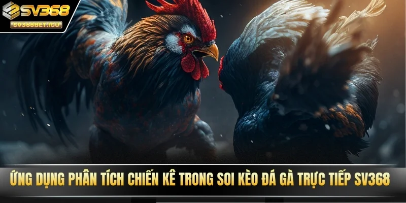 Ứng dụng phân tích chiến kê trong soi kèo đá gà trực tiếp SV368