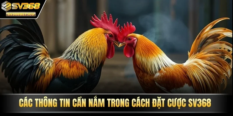 Các thông tin cần nắm trong cách đặt cược SV368
