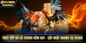 trực tiếp đá gà thomo hôm nay