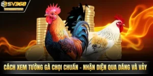 Xem tướng gà chọi
