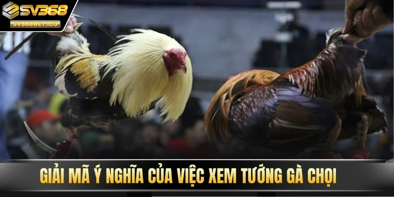 SV368 giải mã ý nghĩa của việc xem tướng gà chọi